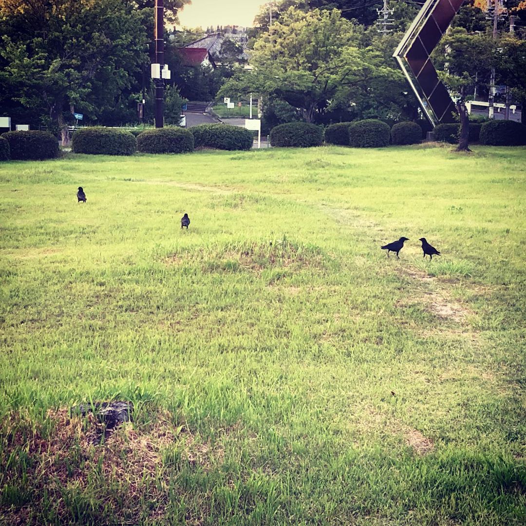 帰るカラス、見つめあうカラス #名古屋市平和公園