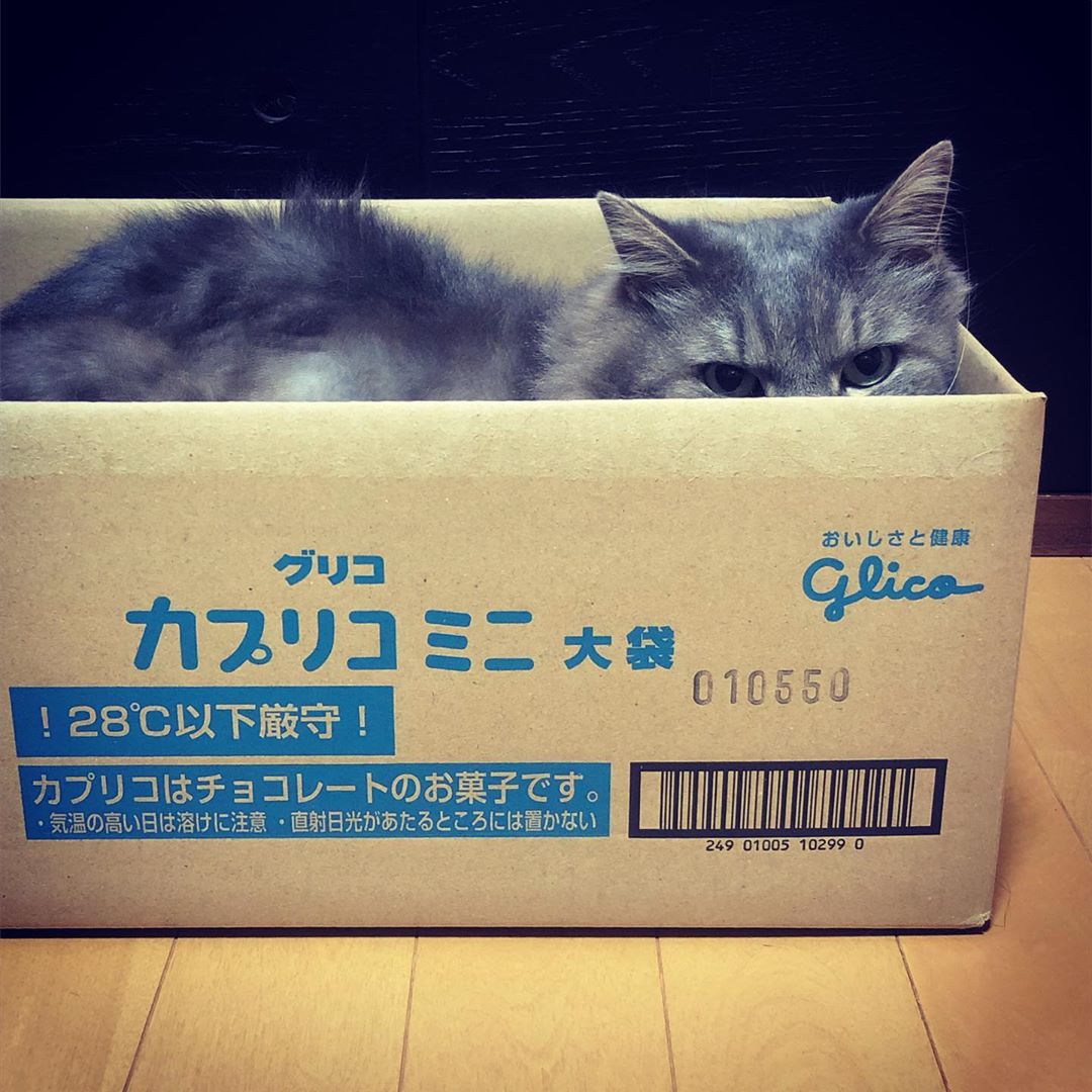 カプリコのダンボールの使用方法 #ねこ #cat