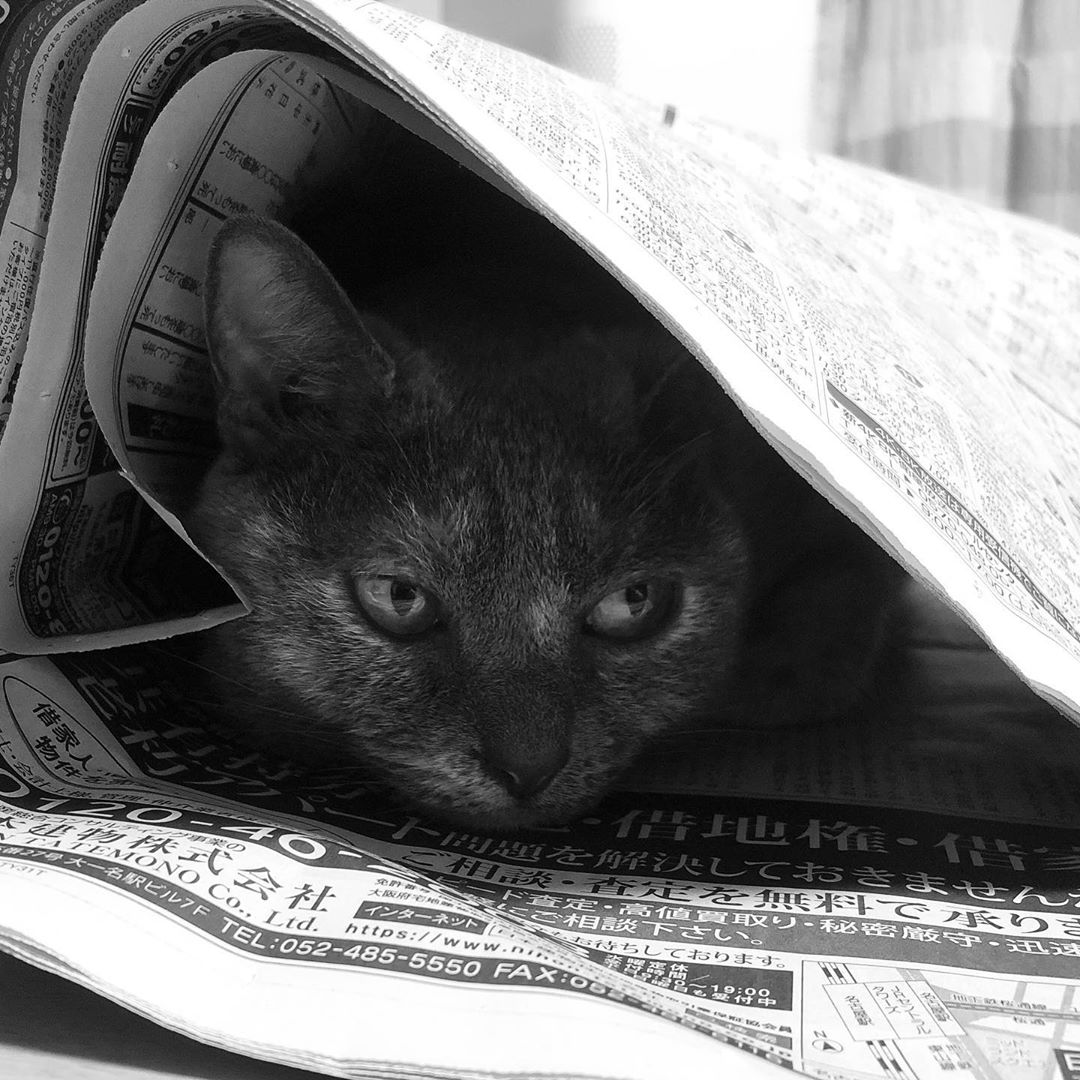 新聞紙に巻かれて #ねこ #cat