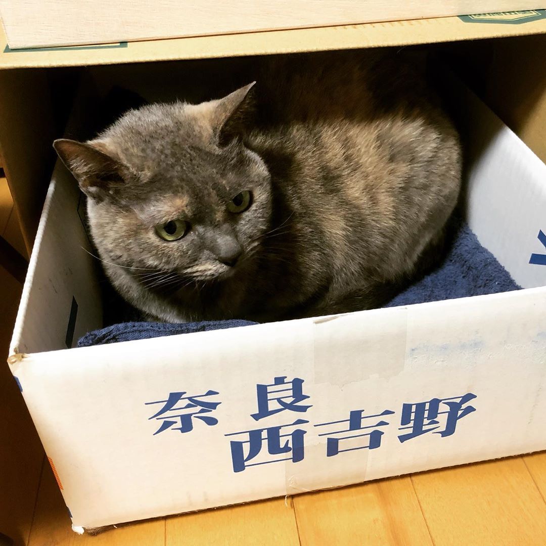 何が入ってた段ボールだろうね #ねこ #cat