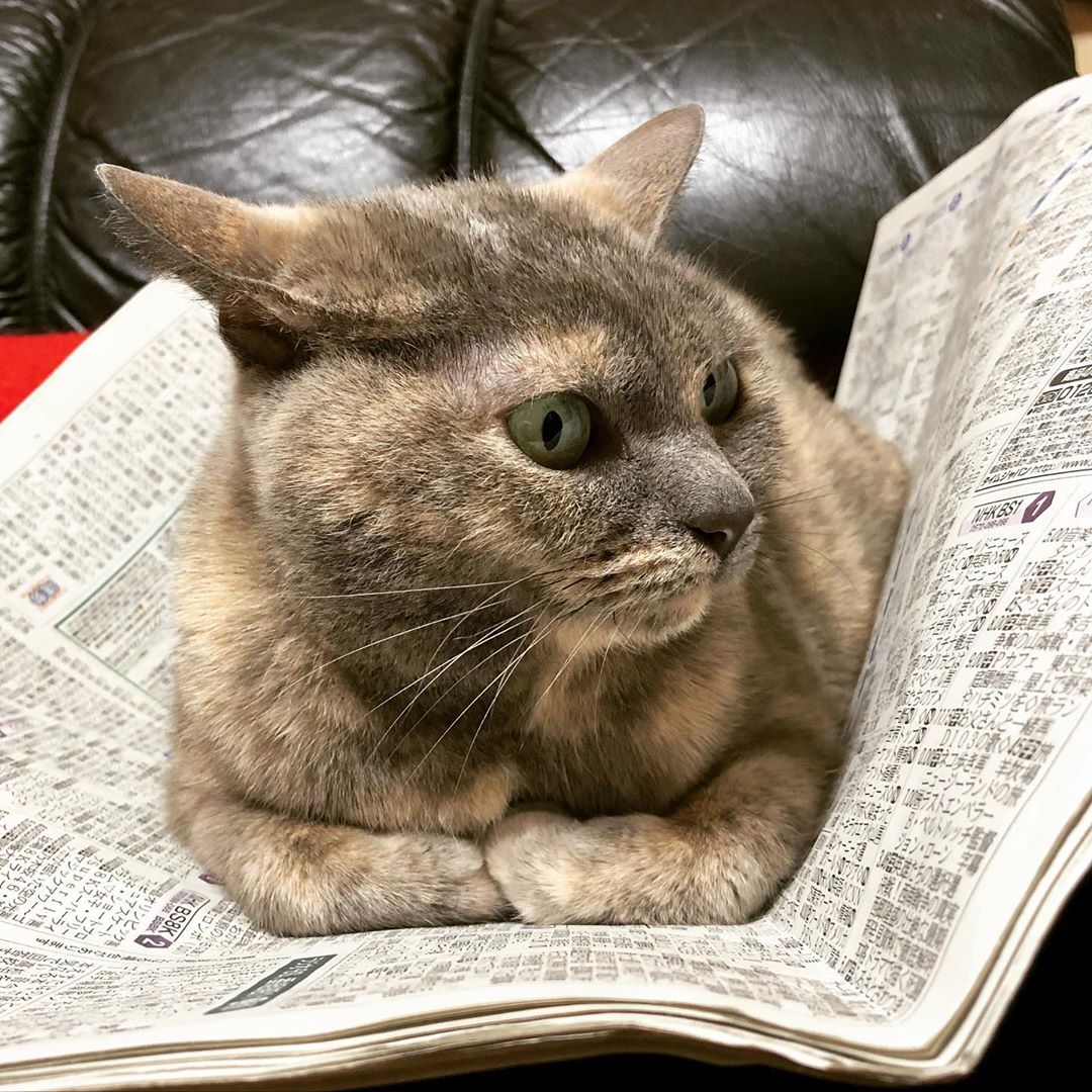 新聞を読んでいる #ねこ #cat