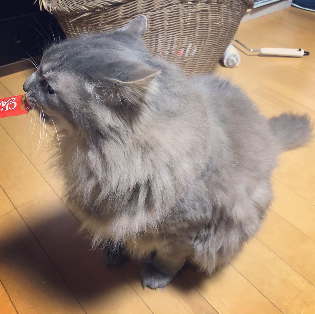 ちゅ〜る #ねこ