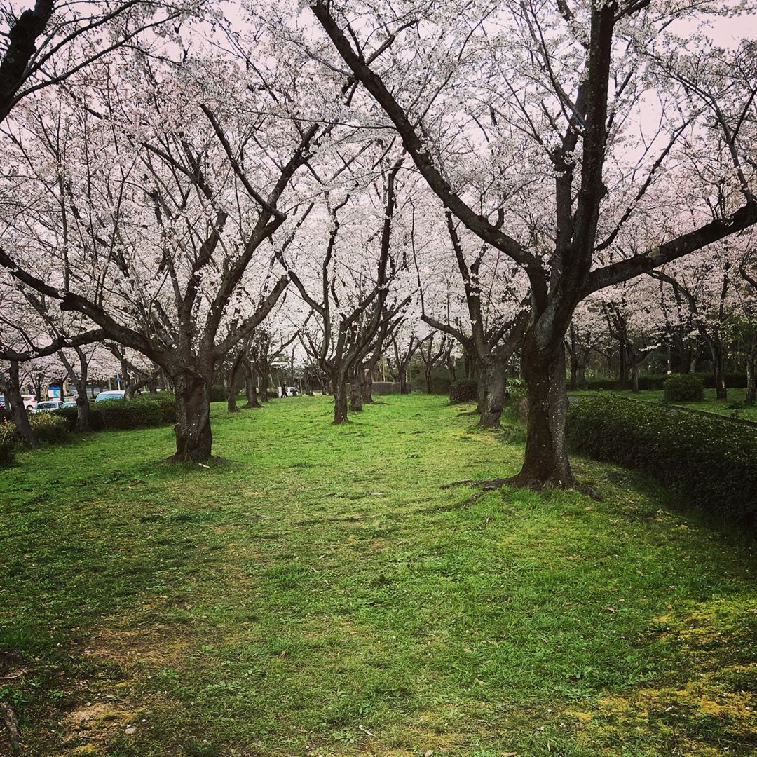 平和公園の桜 #名古屋市千種区 #平和公園 #桜