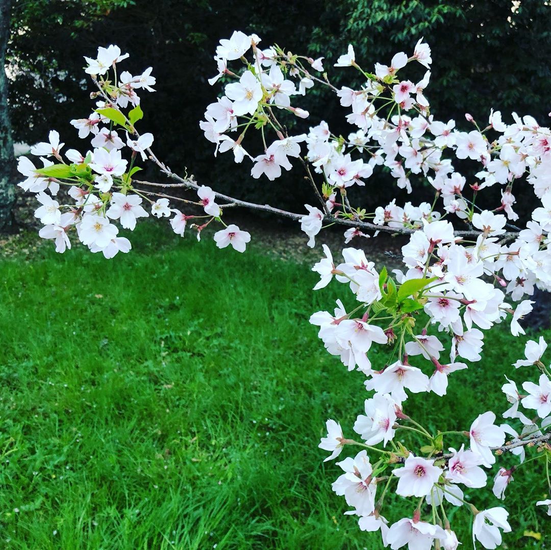 桜と芝生 #名古屋市千種区 #平和公園 #桜