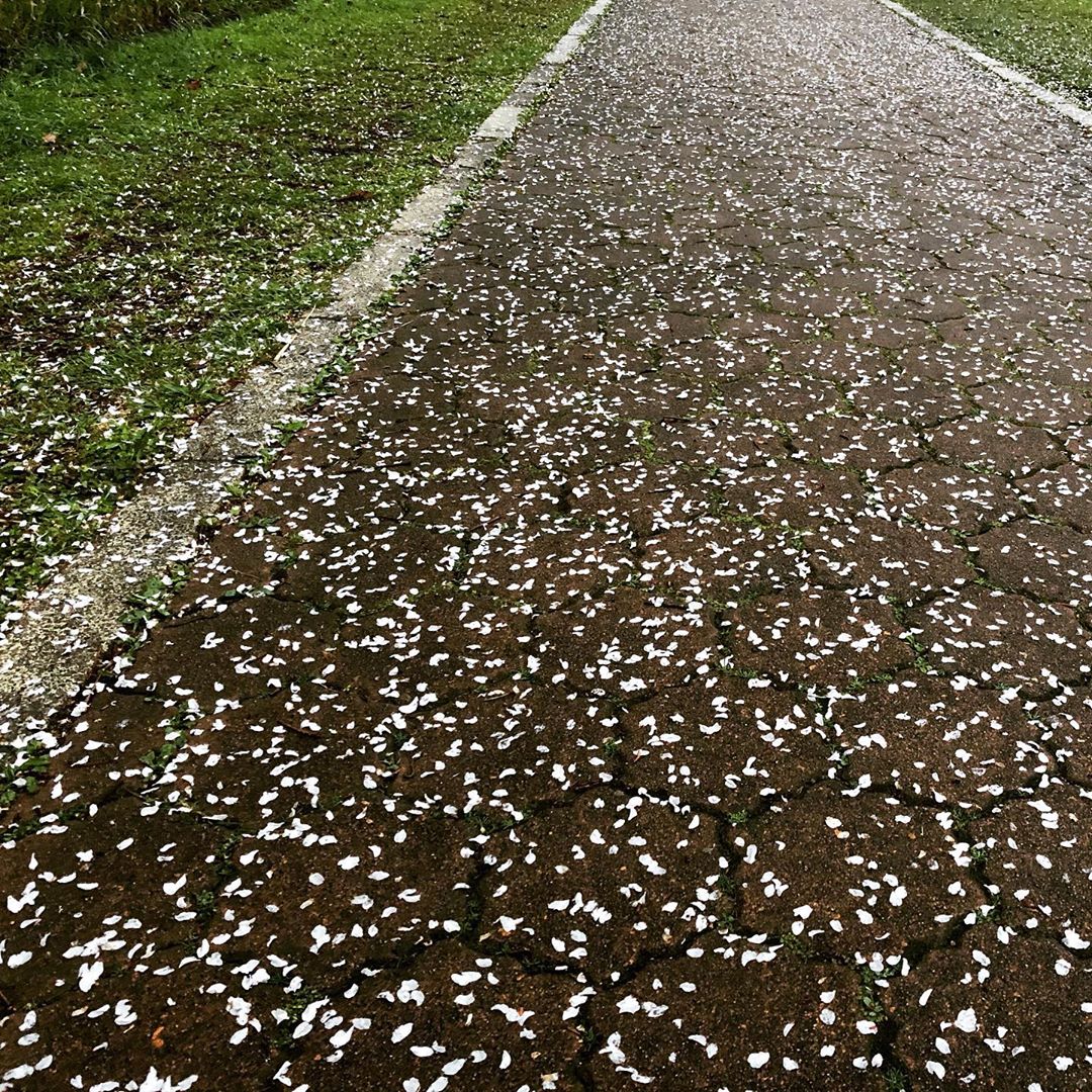 桜散る道、名古屋は雨 #桜 #名古屋市