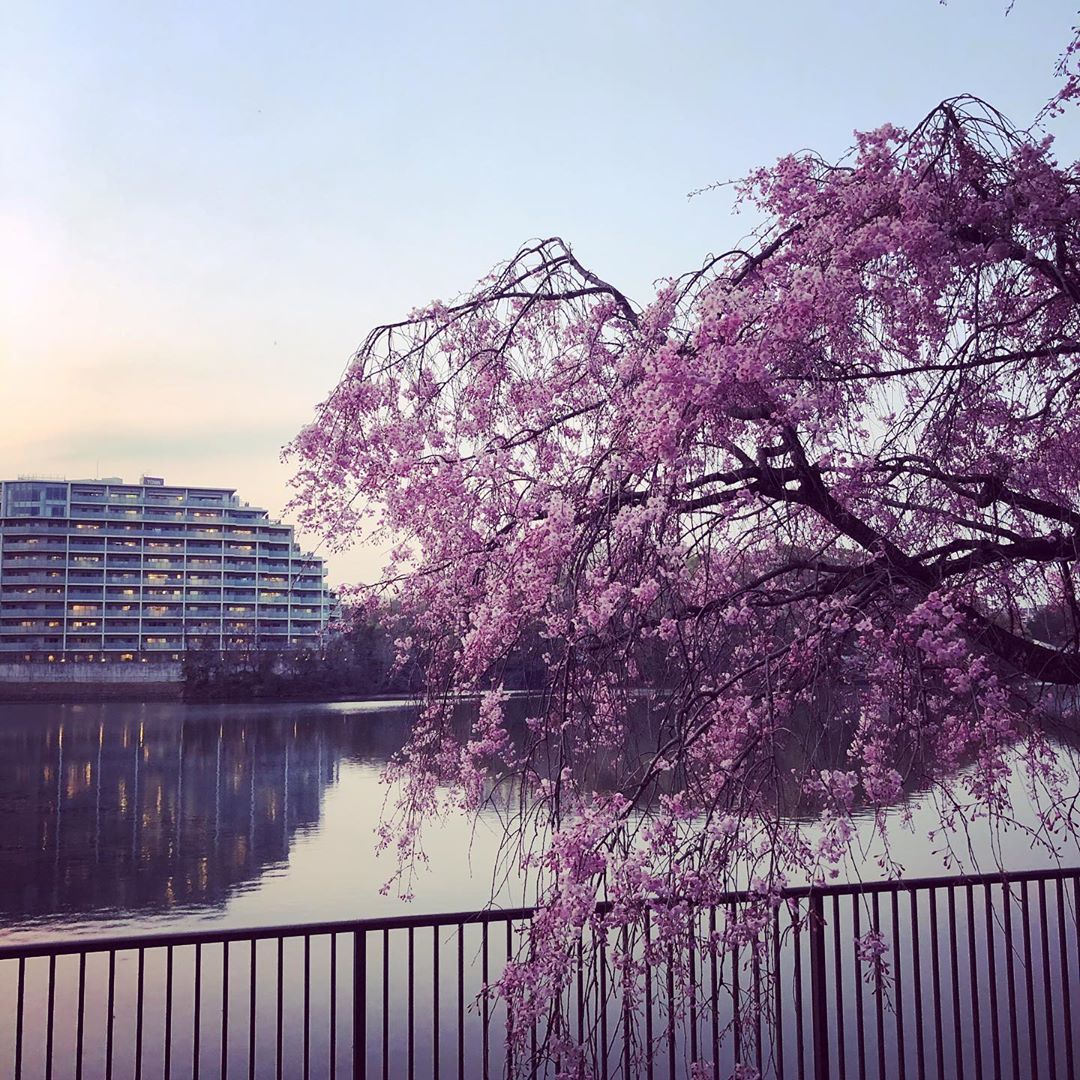 猫ヶ洞池と桜 #名古屋市千種区 #平和公園 #桜